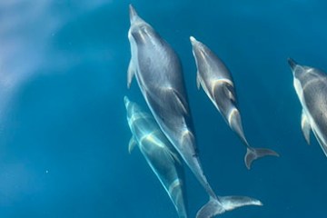 a bird sitting on top of a dolphin
