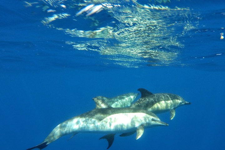 a bird flying over a body of water