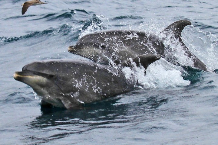 a flock of seagulls are swimming in a body of water