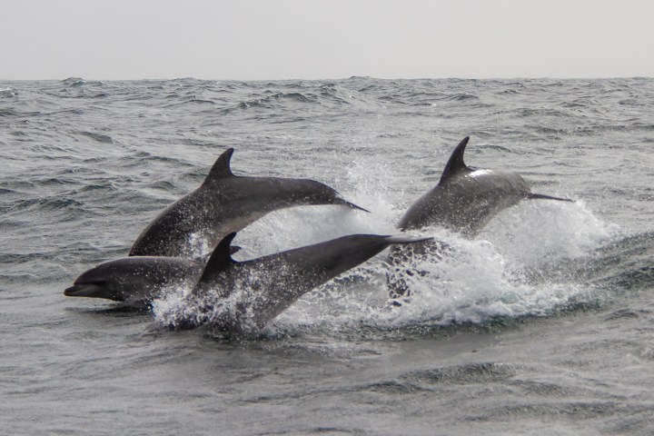 a dolphin jumping out of the water