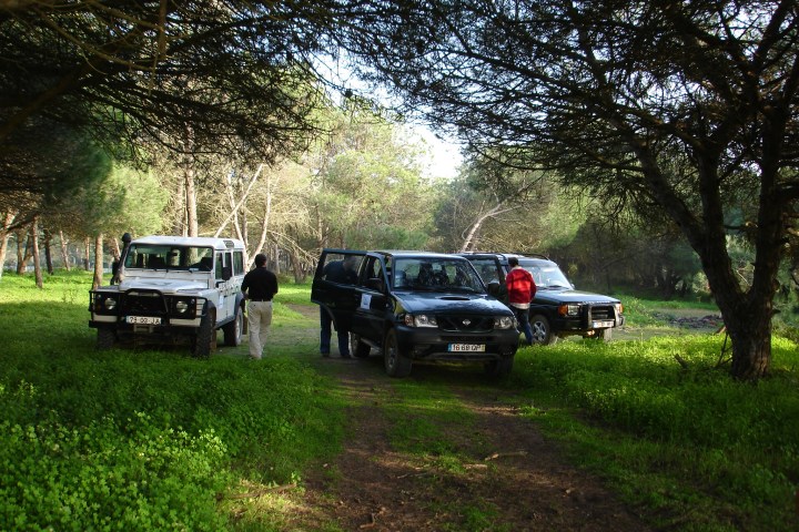 a car parked on the side of a tree