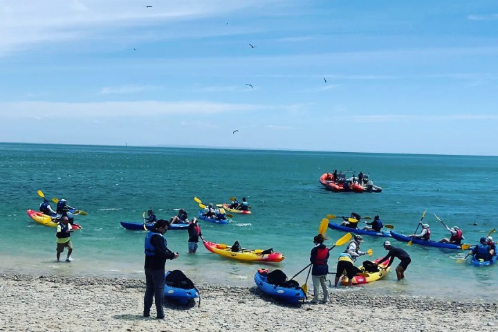 a group of people flying kites on a beach